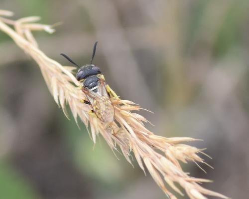 Philanthus triangulum